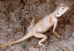 Pseudotrapelus sinaitus